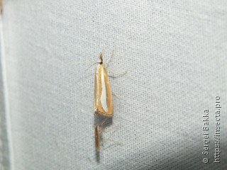 Catoptria margaritella