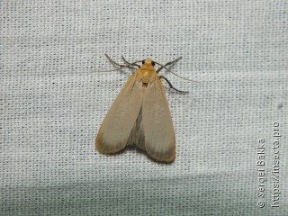 Eilema depressa