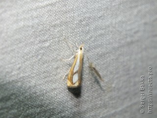 Catoptria pinella