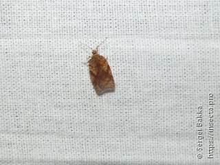 Acleris notana