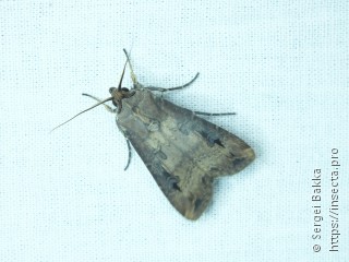 Agrotis ipsilon