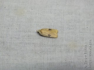 Agonopterix nervosa