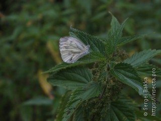 Pieris napi