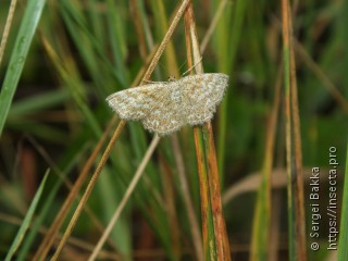 Scopula immorata