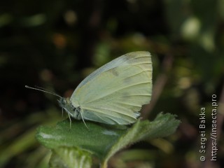 Pieris rapae