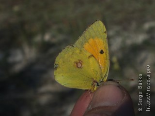 Colias myrmidone