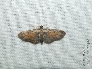 Eupithecia icterata