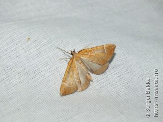 Eulithis testata