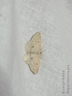 Cyclophora albipunctata