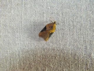 Acleris laterana