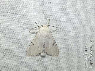 Acronicta leporina