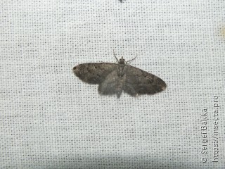 Eupithecia pusillata