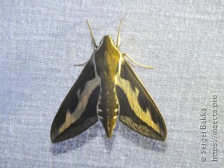 Hyles gallii