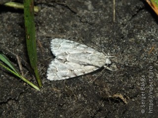 Acronicta cuspis