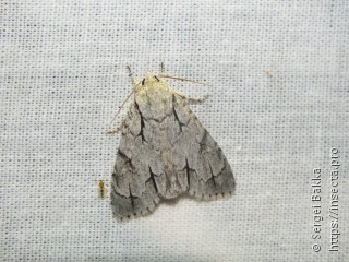 Acronicta psi