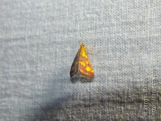 Pyrausta purpuralis