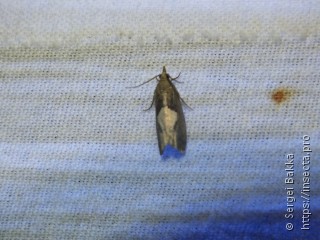 Epinotia brunnichana