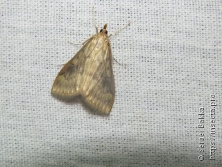 Ostrinia nubilalis