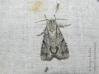 Acronicta cuspis