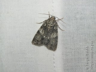 Acronicta rumicis