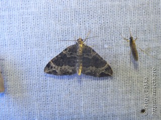 Ecliptopera silaceata