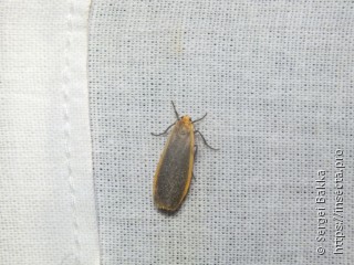 Eilema depressa