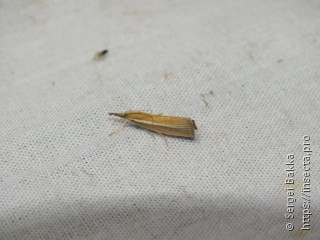 Agriphila selasella