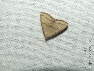 Herminia tarsicrinalis