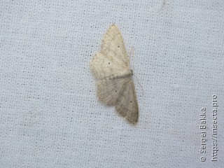 Scopula incanata