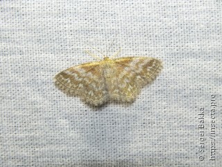 Scopula immorata