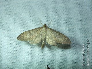 Anania lancealis