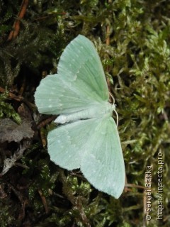 Geometra papilionaria