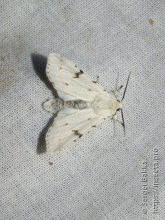 Acronicta leporina