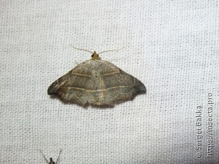 Laspeyria flexula