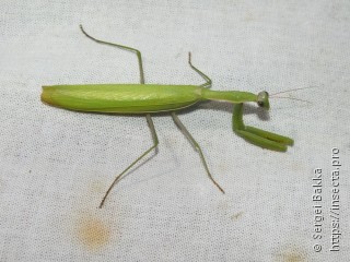 Mantis religiosa