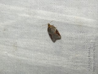 Acleris laterana