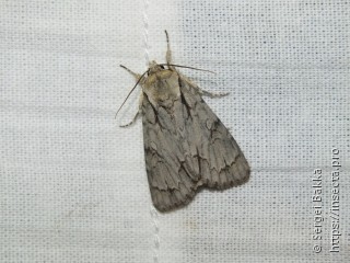 Acronicta cuspis