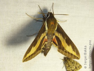 Hyles gallii