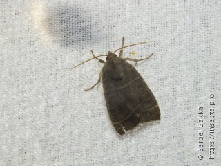 Ipimorpha retusa