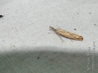 Agriphila inquinatella