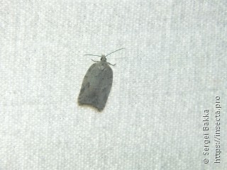 Acleris logiana