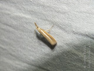 Agriphila selasella