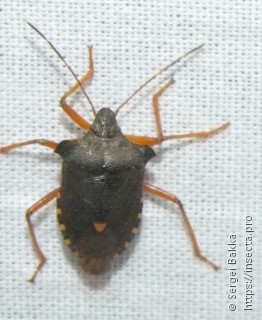 Pentatoma rufipes