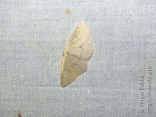 Cyclophora albipunctata