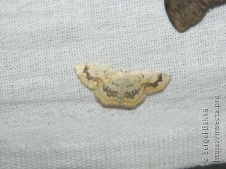 Cyclophora annularia