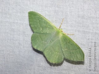 Geometra papilionaria