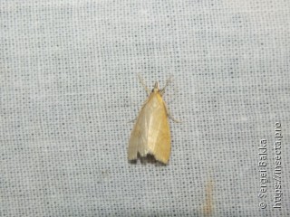 Udea lutealis