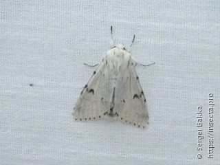 Acronicta leporina