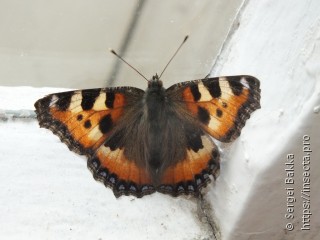 Aglais urticae