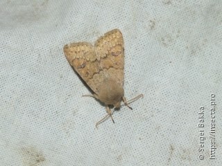 Orthosia miniosa